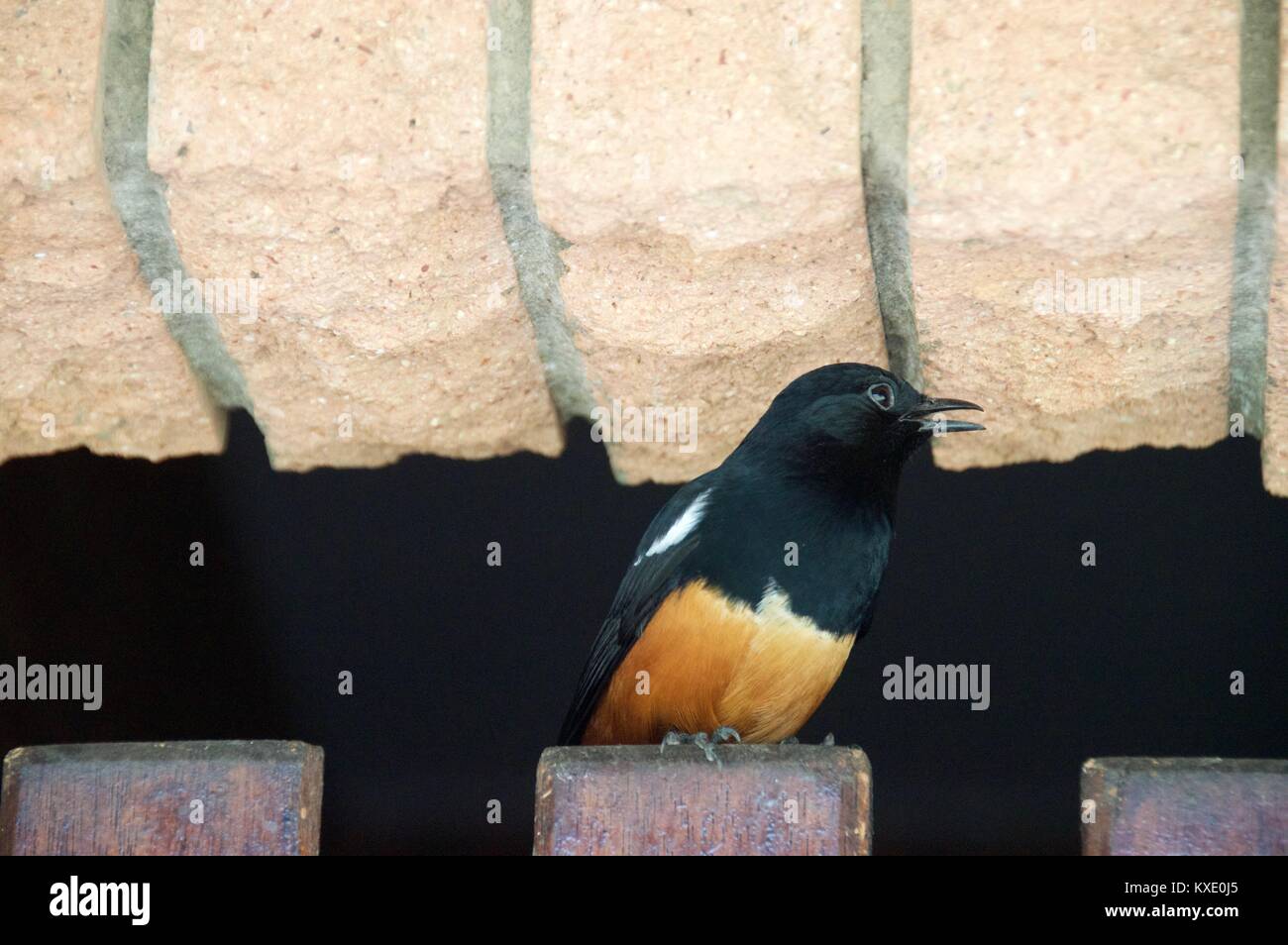 South African Safari und Naturparks Stockfoto