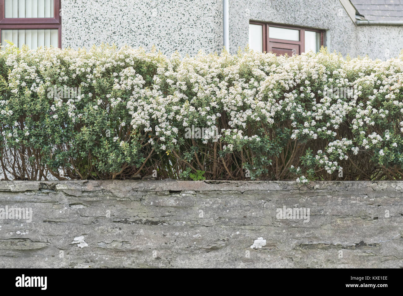 Olearia haastii Evergreen wind- Hecke im Garten in Orkney Inseln, Schottland, Großbritannien Stockfoto