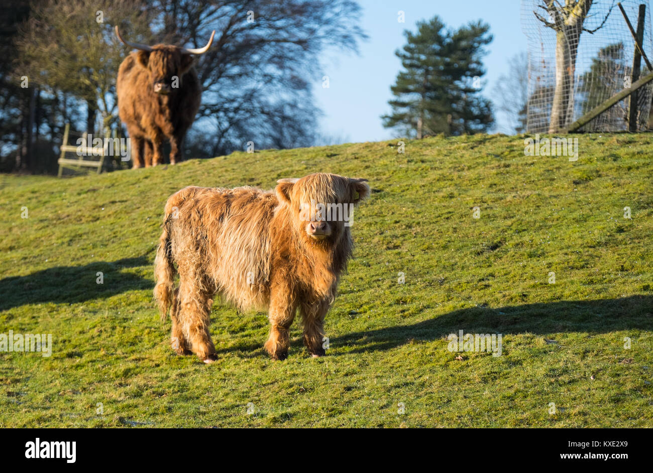 Angus Mutter & Kalb Stockfoto