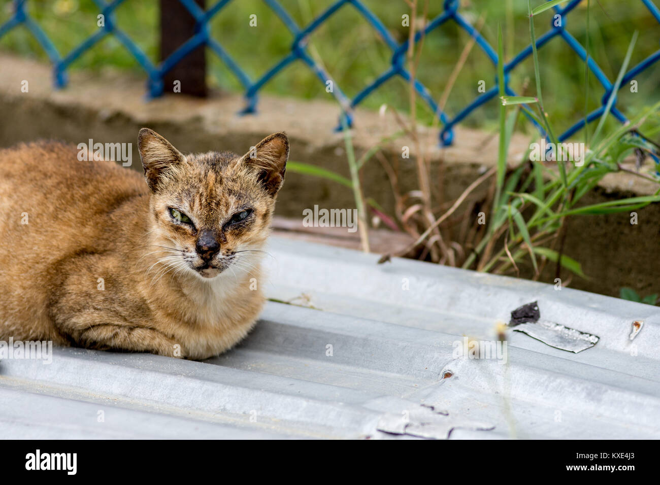 Eine haltbare suchen Straße Katze mit Gesicht Narben von der Bekämpfung von saß auf einem Wellblech mit einem Zaun Hintergrund mit kopieren. Stockfoto
