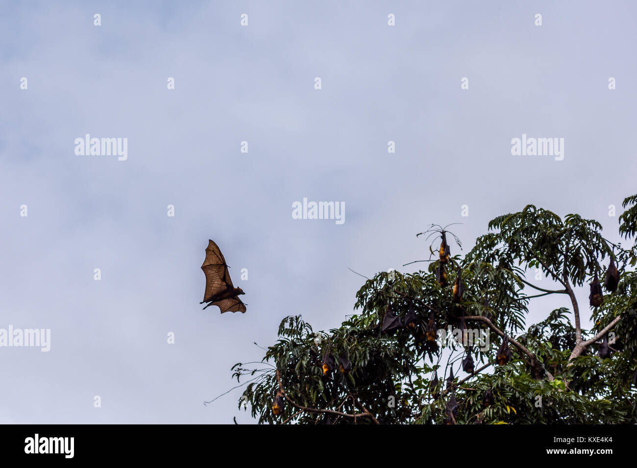 Ein Flying Fox aka Flughund im Flug während des Tages mit über Besetzung grauen Himmel wieder Boden und Baumkronen. Stockfoto