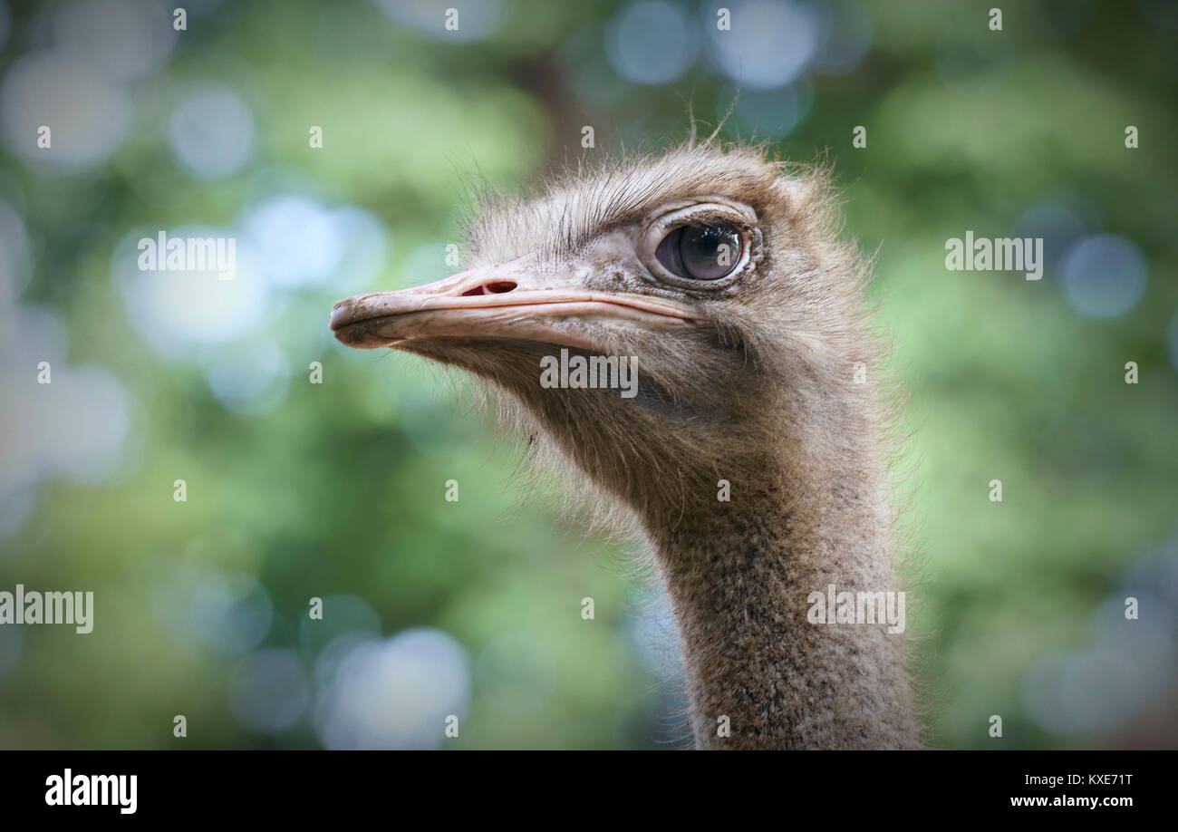 Austern essen Frühstück im Zoo, der zieht viele seltene Tiere für Besucher das Wochenende zu besuchen. Stockfoto