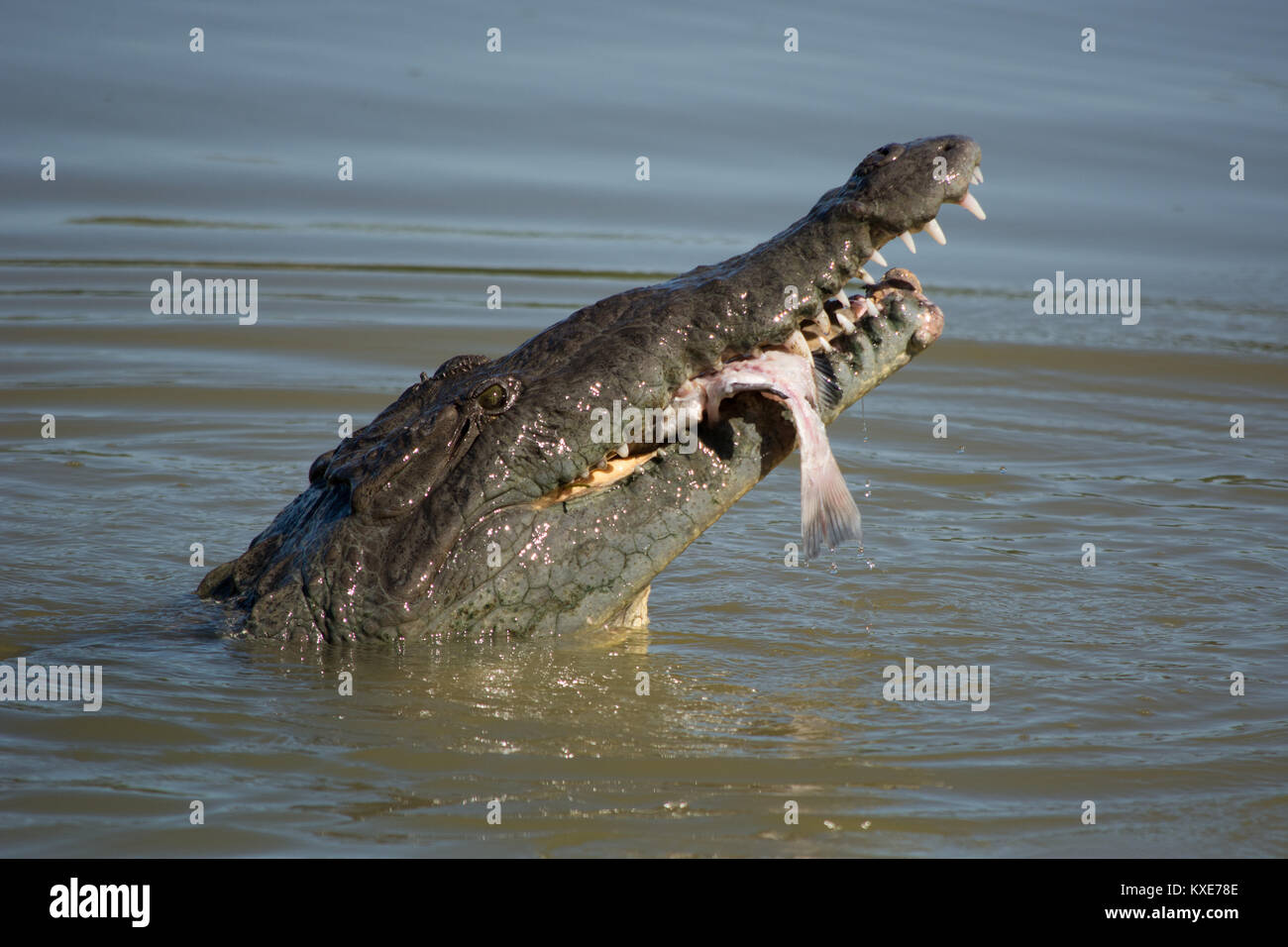 Spitzkrokodil (Crocodylus acutus) von Monroe County, Florida, USA. Stockfoto