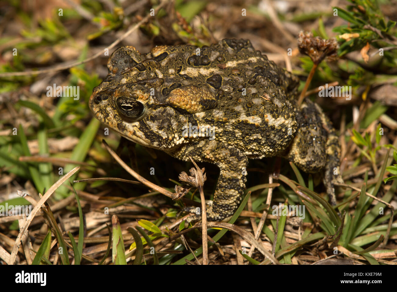 Südliche Kröte (Anaxyrus terrestris) von Miami-Dade County, Florida, USA. Stockfoto