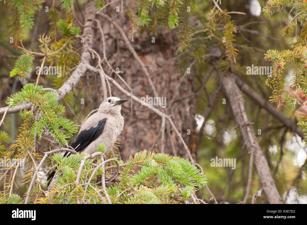 Clarck der Nussknacker Vogel, eine gemeinsame Vogel in den Rockies gefunden. Stockfoto