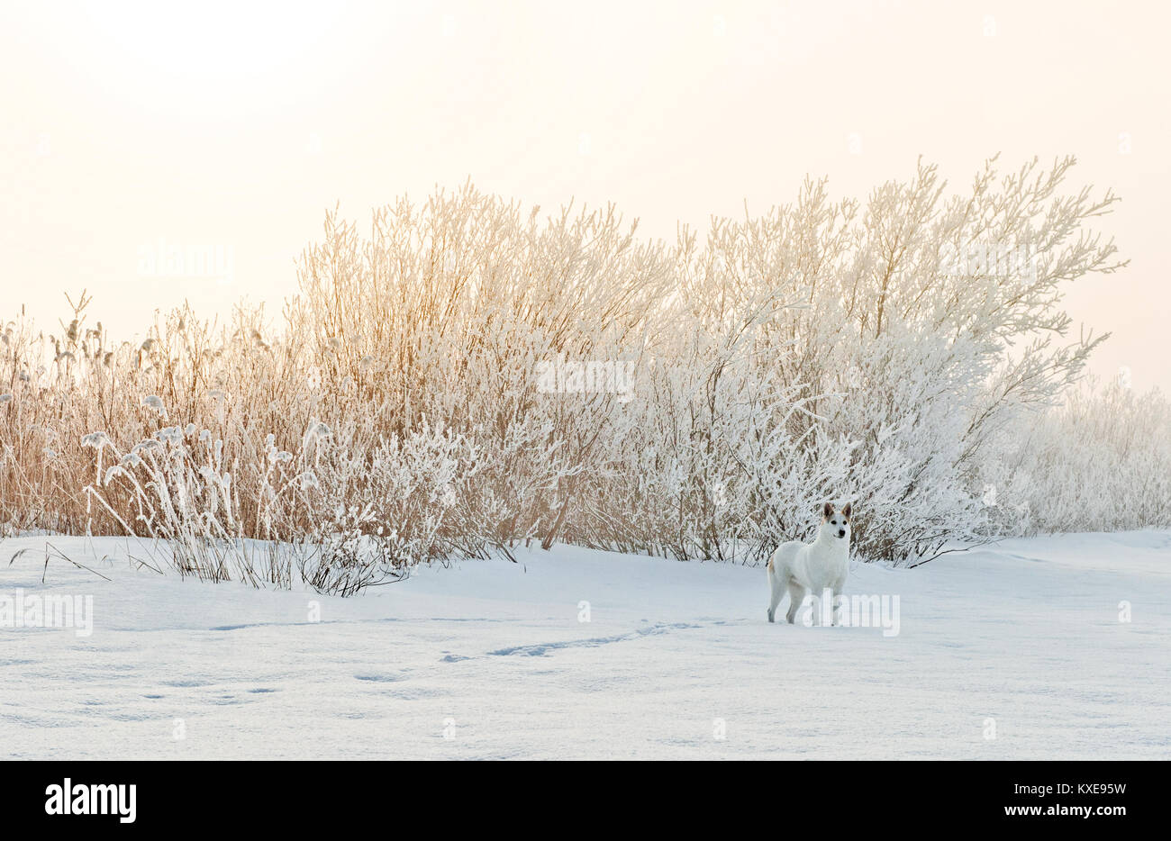 Wandern Hund im nebligen Morgen. Winterlandschaft Stockfoto