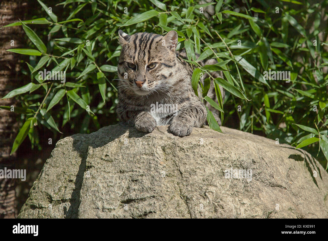 Foto einer Katze sitzt auf einem Felsen an einem heißen sonnigen Tag Stockfoto