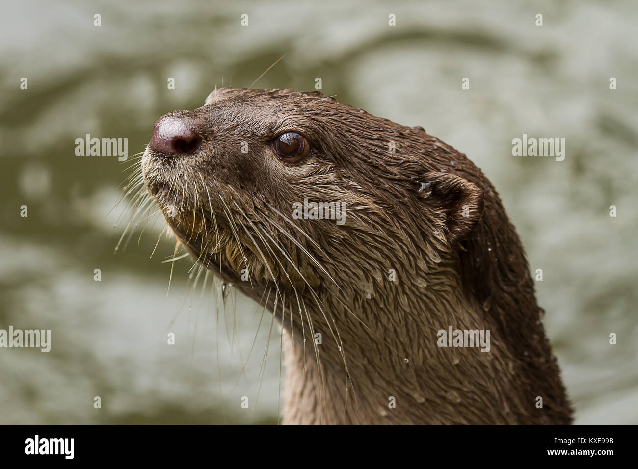 Foto Portrait einer Alert glatt beschichtet Otter Stockfoto