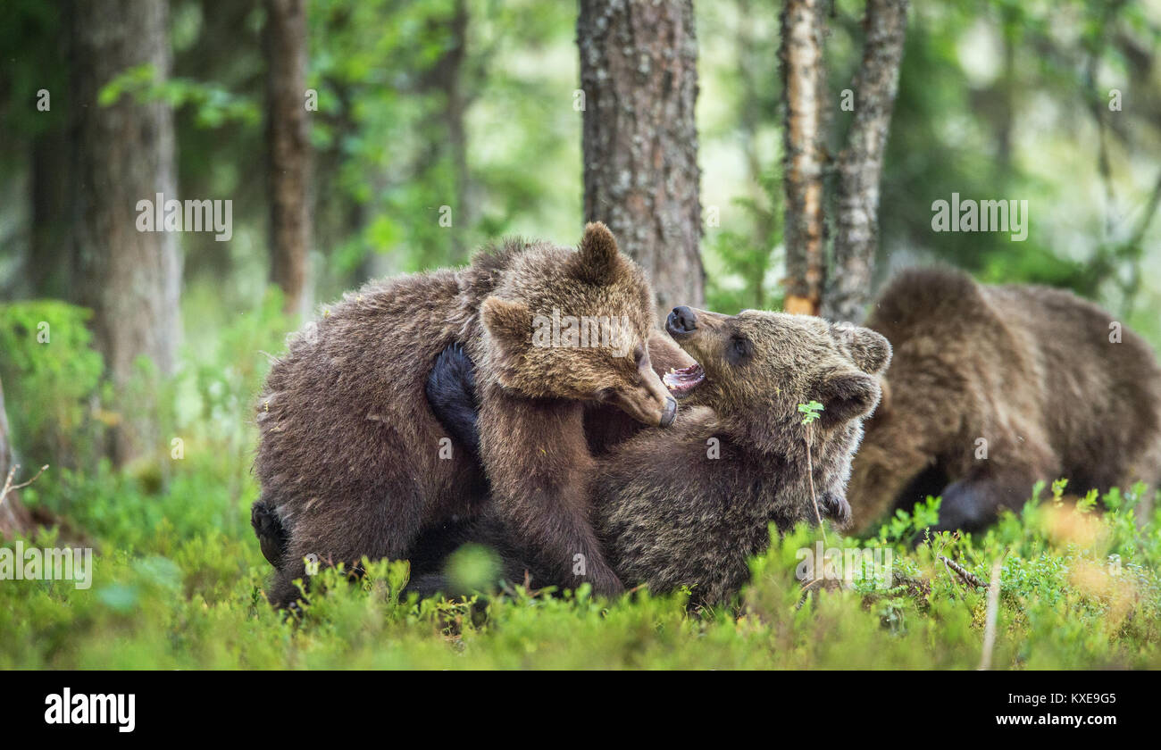 Die Jungen der Braunbär (Ursus arctos Arctos) spielerisch Kämpfe, den Sommer Wald. Natürlichen grünen Hintergrund Stockfoto
