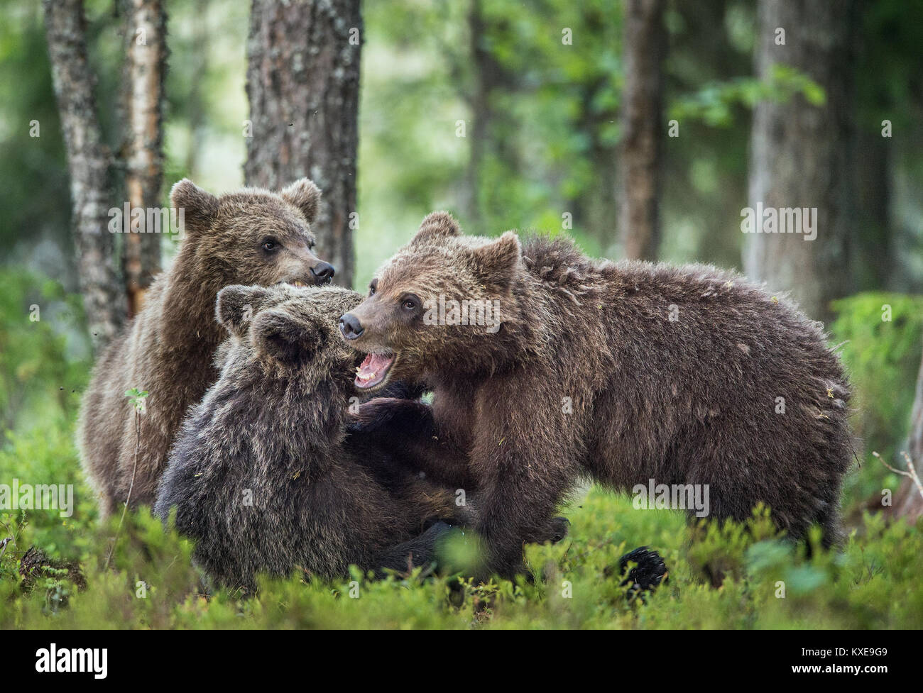 Die Jungen der Braunbär (Ursus arctos Arctos) spielerisch Kämpfe, den Sommer Wald. Natürlichen grünen Hintergrund Stockfoto