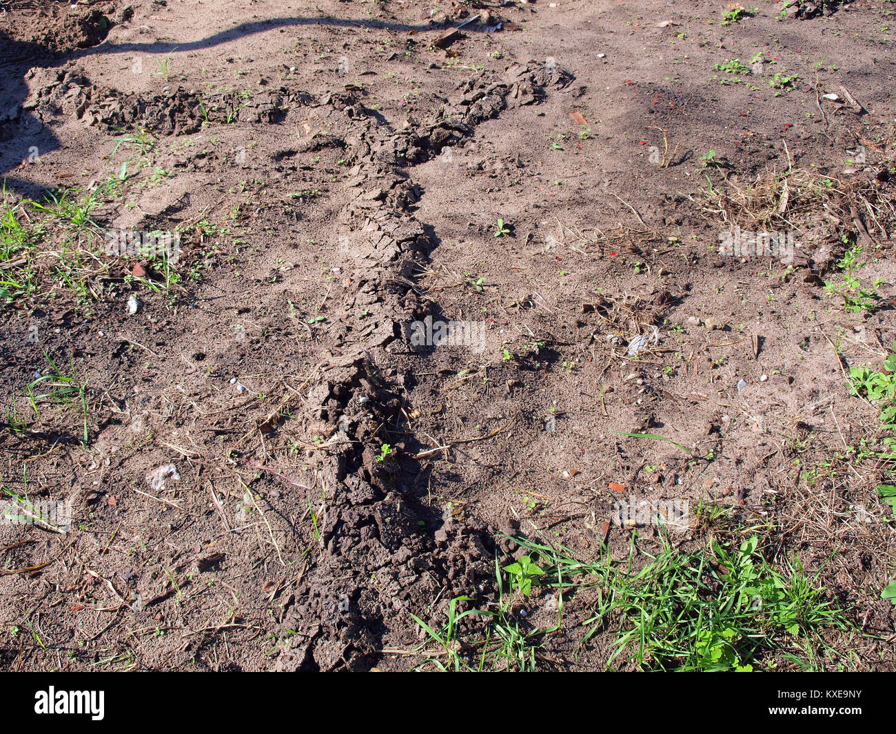 Trace Von Unterirdischen Ratte Hohle Im Garten Boden Stockfoto