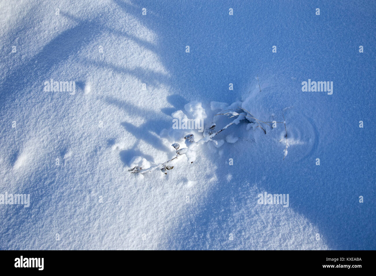 Dornbusch durchzugehen, Schnee. Stockfoto