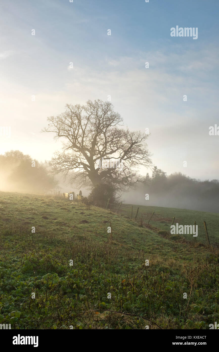 Knorrigen alten Baum und wackeligen Stacheldrahtzaun in Felder in South Wales. Stockfoto