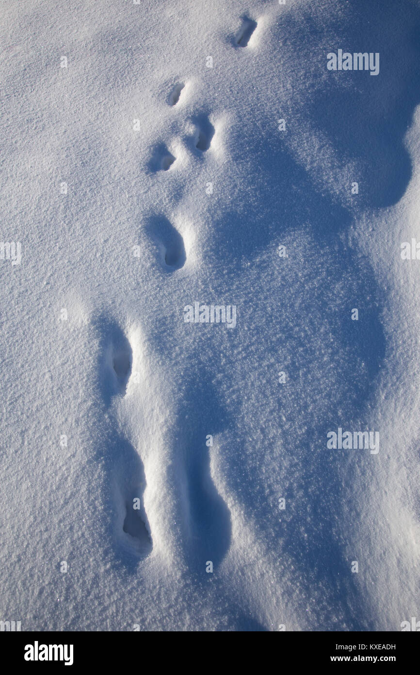 Tierische Spuren durch den Schnee. Stockfoto