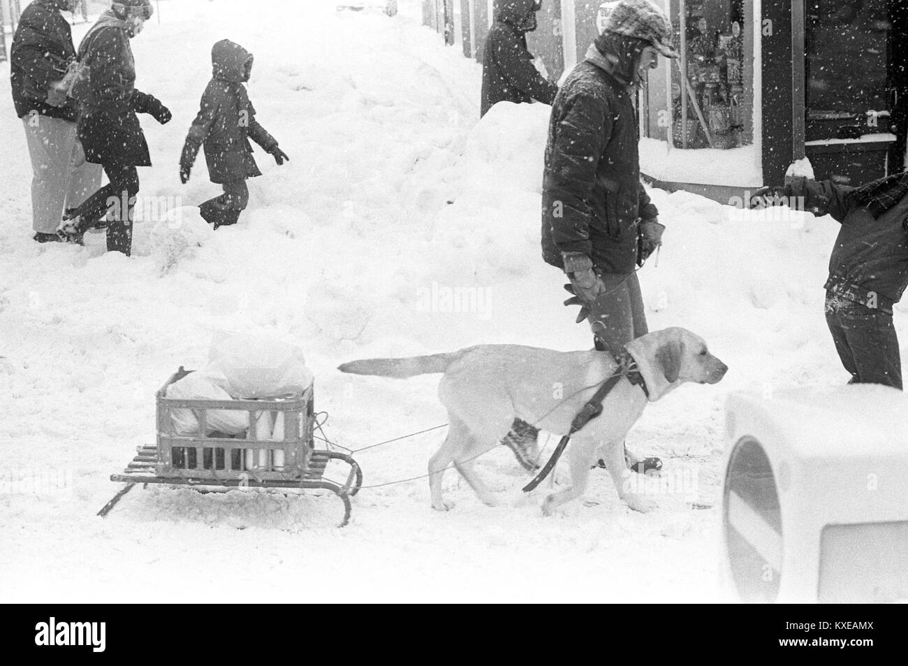 Ein Hund mit einem Schlitten voller Lebensmittel in Wotton-Under-Edge, Gloucestershire, Großbritannien weiterhin im eisigen Griff des Winters zu zittern. Stockfoto