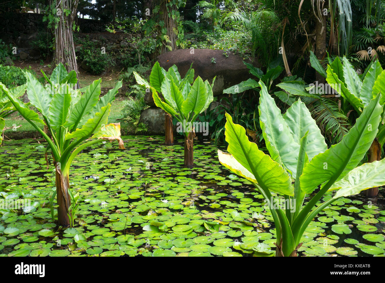 Victoria botanical gardens mahe Fotos und Bildmaterial in hoher