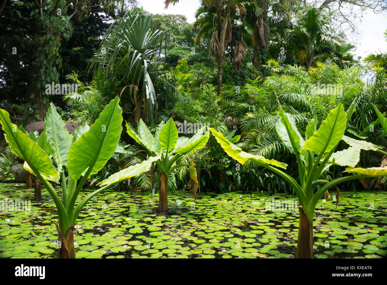 Victoria Botanical Gardens Mahe Stockfotos und bilder Kaufen Alamy