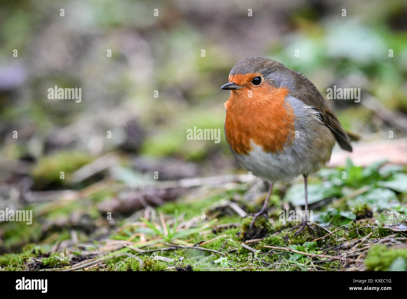 Ein rotkehlchen auf dem Boden liegt in leichtem Nieselregen an der Arche Noah Zoo Farm, Wraxall, Somerset. Stockfoto Ein rotkehlchen auf dem Boden liegt in leichtem Nieselregen an der Arche Noah Zoo Farm, Wraxall, Somerset. Stockfoto