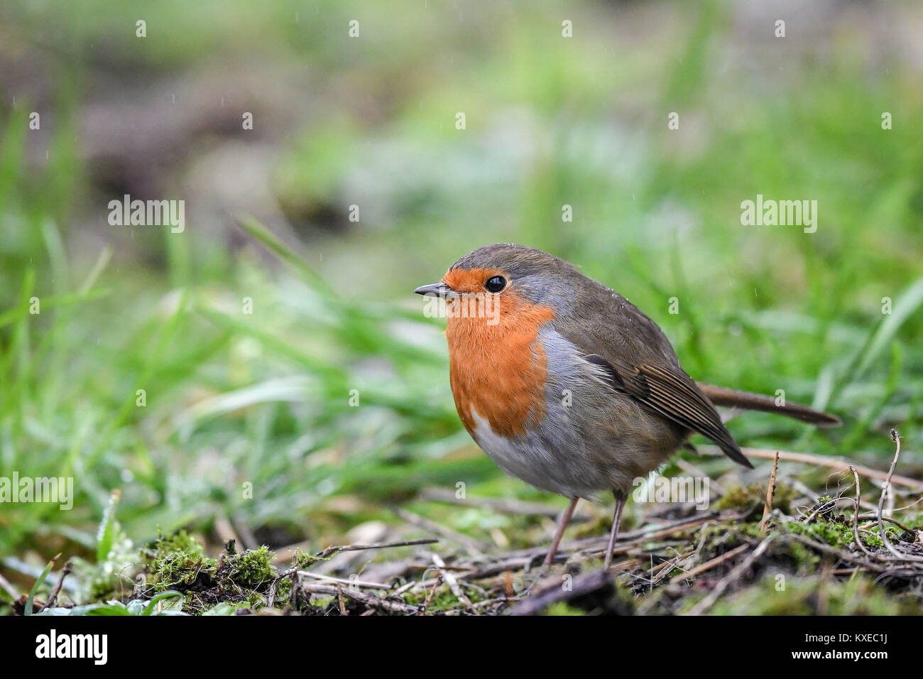 Ein rotkehlchen auf dem Boden liegt in leichtem Nieselregen an der Arche Noah Zoo Farm, Wraxall, Somerset. Stockfoto Ein rotkehlchen auf dem Boden liegt in leichtem Nieselregen an der Arche Noah Zoo Farm, Wraxall, Somerset. Stockfoto