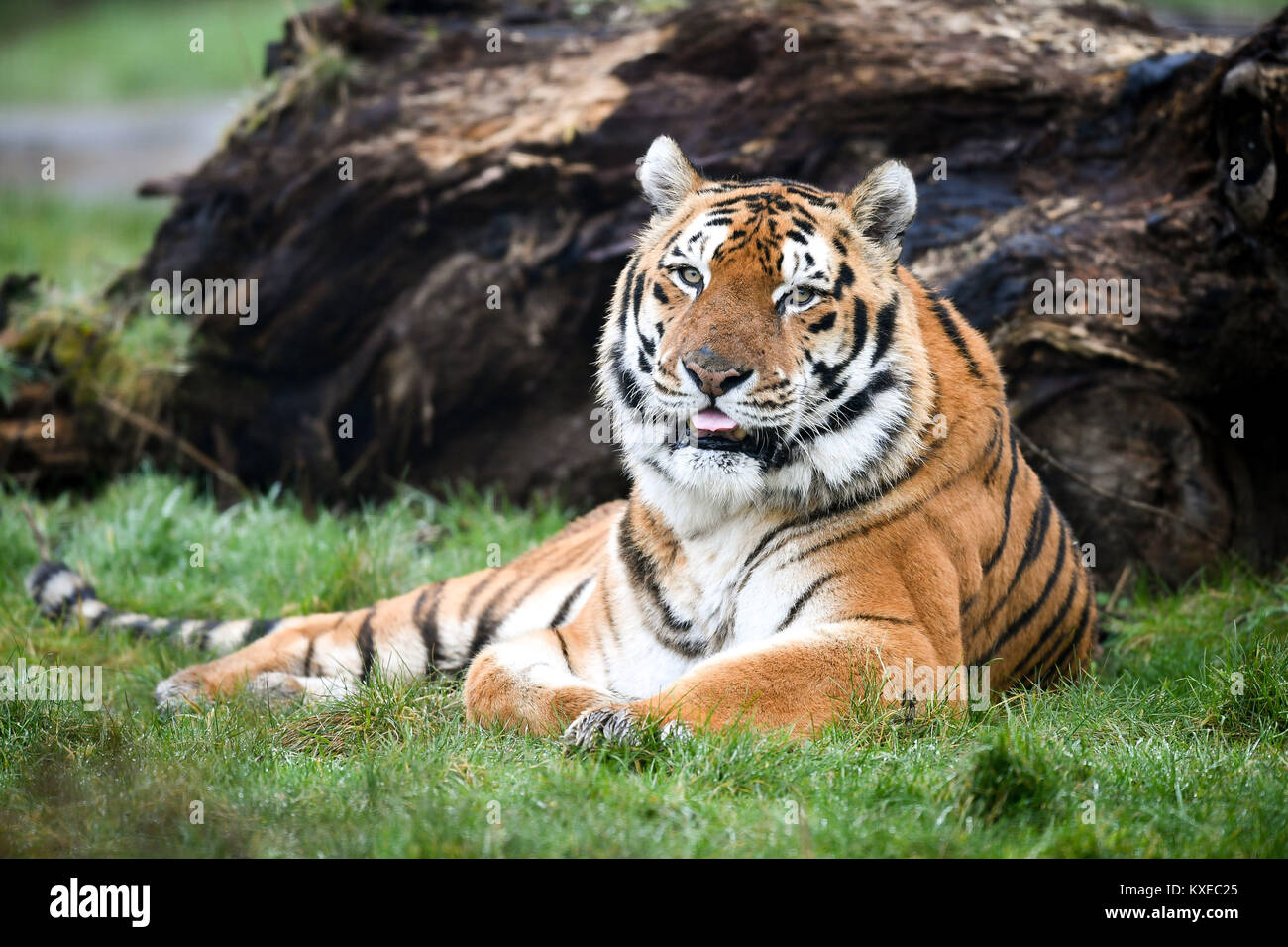 Eine Bengal Tiger, genannt Khan, an der Arche Noah Zoo Farm, Wraxall, Somerset. Stockfoto