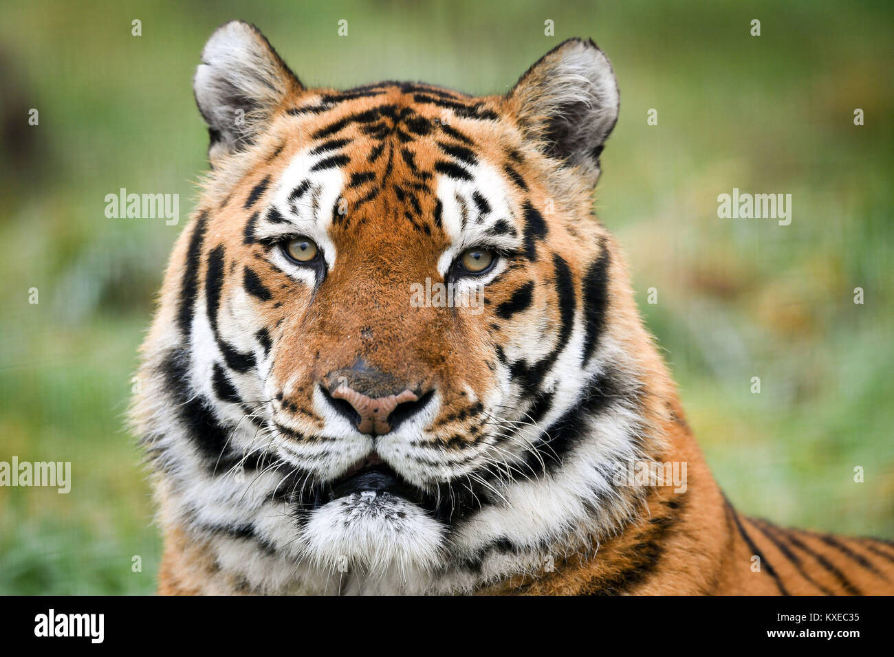 Eine Bengal Tiger, genannt Khan, an der Arche Noah Zoo Farm, Wraxall, Somerset. Stockfoto Eine Bengal Tiger, genannt Khan, an der Arche Noah Zoo Farm, Wraxall, Somerset. Stockfoto