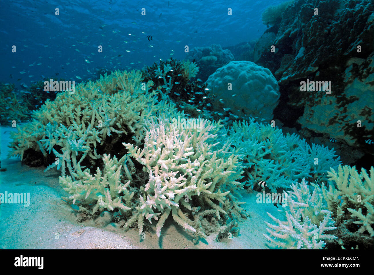 Gebleicht Geweihkorallen, Korallenbleiche, Folgen der globalen Erwärmung, Coral Reef auf den Malediven Inseln, Indischer Ozean, Asien Stockfoto