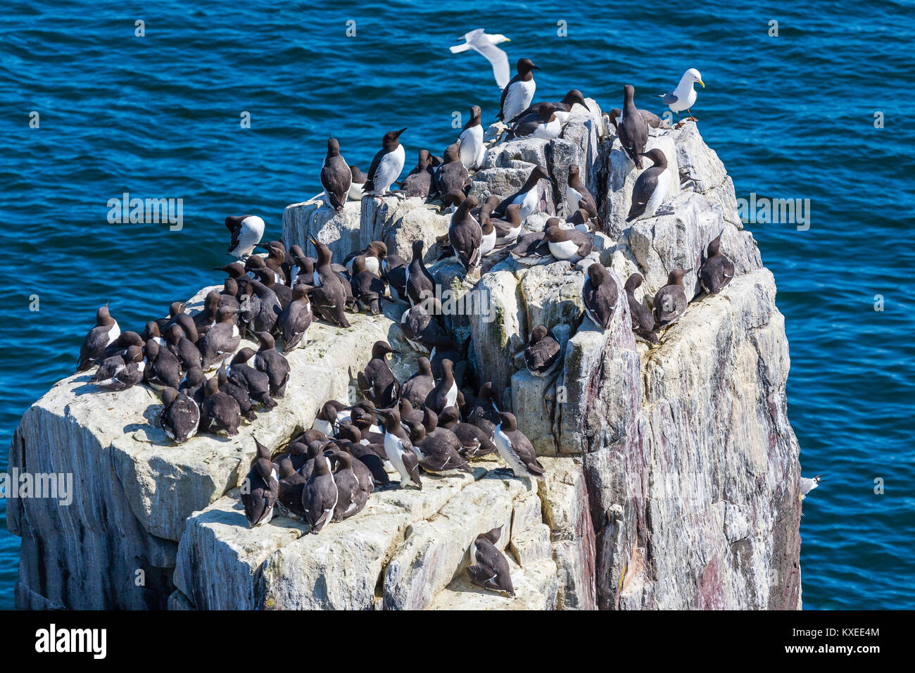 Gemeinsame Trottellummen (Uria aalge) Kolonie auf einem felsigen Punkt auf die Farne Islands, Northumblerland, England, Großbritannien Stockfoto