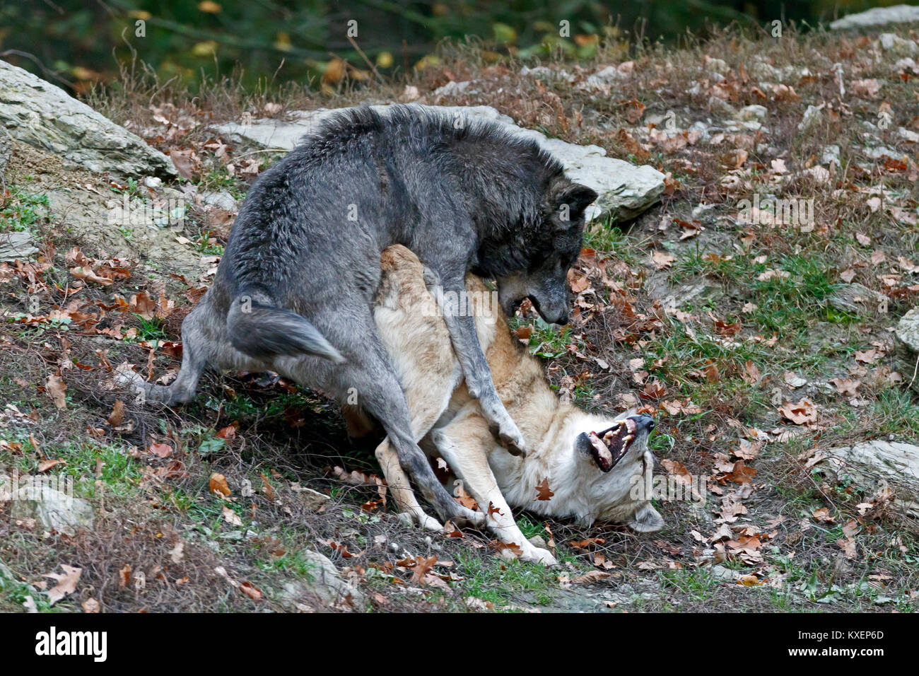 Algonquin Wölfe (Canis lupus lycaon), zwei Wölfe kämpfen, Verweis, Captive, Deutschland Stockfoto