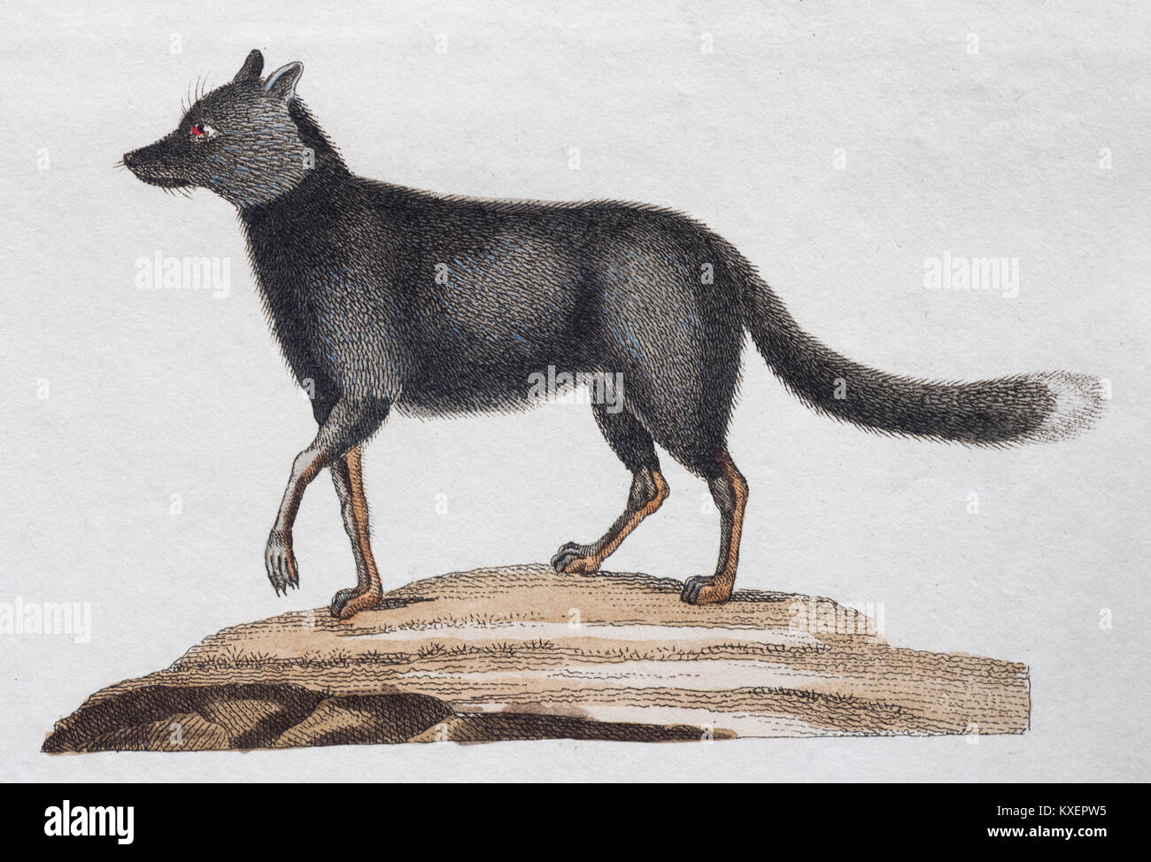 Silver fox, (Canis argentatus), handcolorierte Kupferstich von Friedrich Justin Bertuch Bilderbuch für Kinder Stockfoto