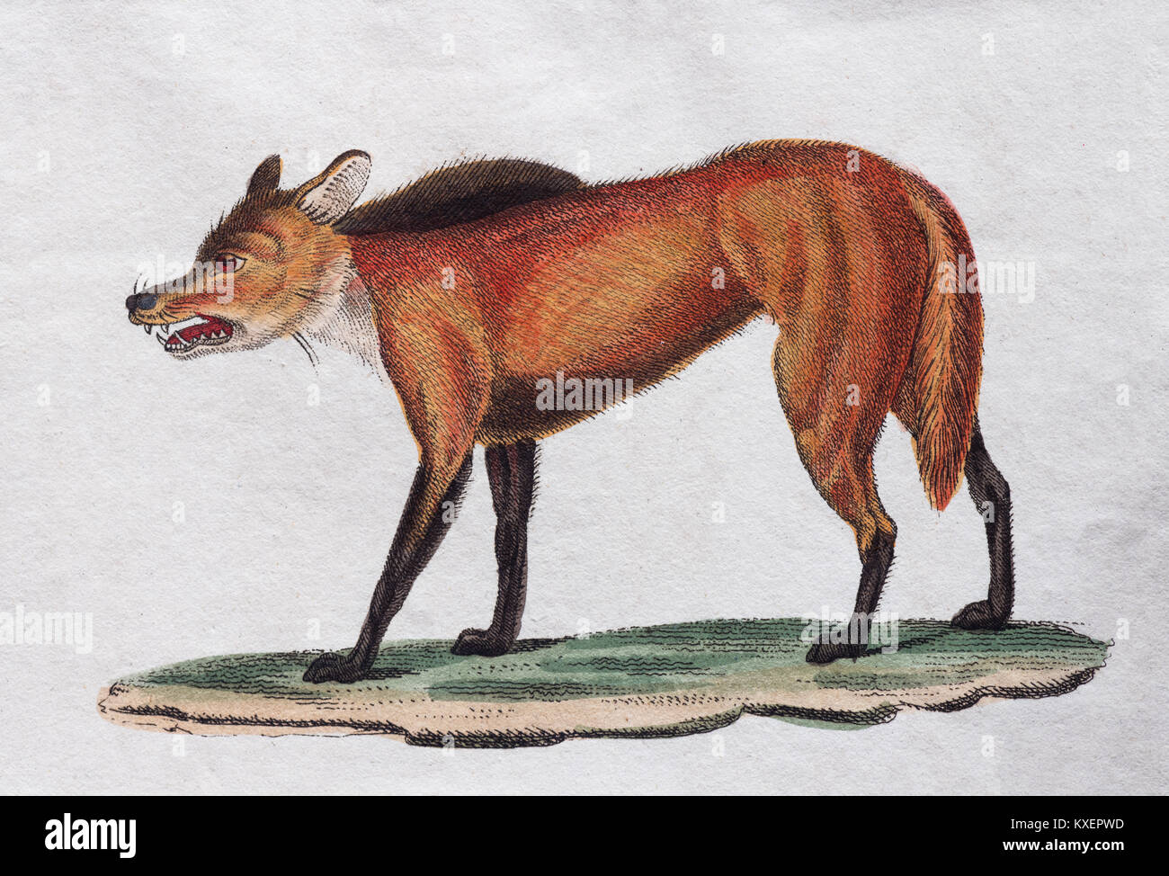Red Wolf (Canis Mexicanus), handcolorierte Kupferstich von Friedrich Justin Bertuch Bilderbuch für Kinder, Weimar Stockfoto