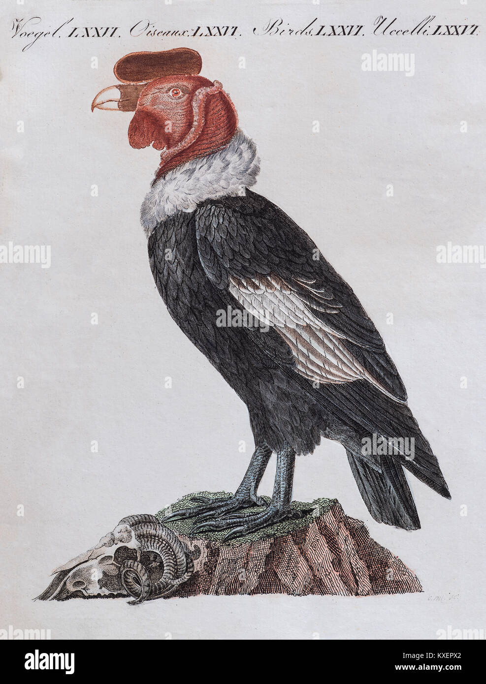 Condor (Cathartidae), handcolorierte Kupferstich von Friedrich Justin Bertuch Bilderbuch für Kinder, Weimar, 1805 Stockfoto