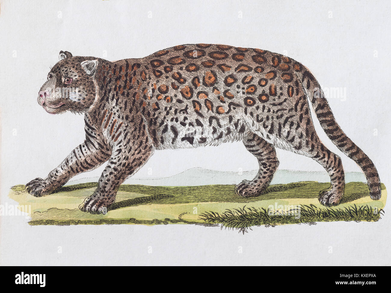 Jaguar (Felis Onza. Linn.), handcolorierte Kupferstich von Friedrich Justin Bertuch Bilderbuch für Kinder, Weimar Stockfoto
