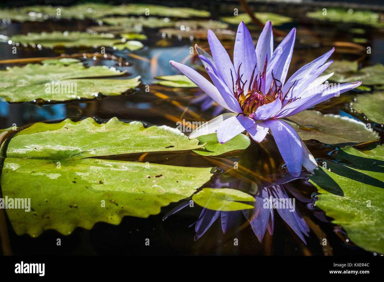 Lila Lotus Teich wunderschön. Stockfoto