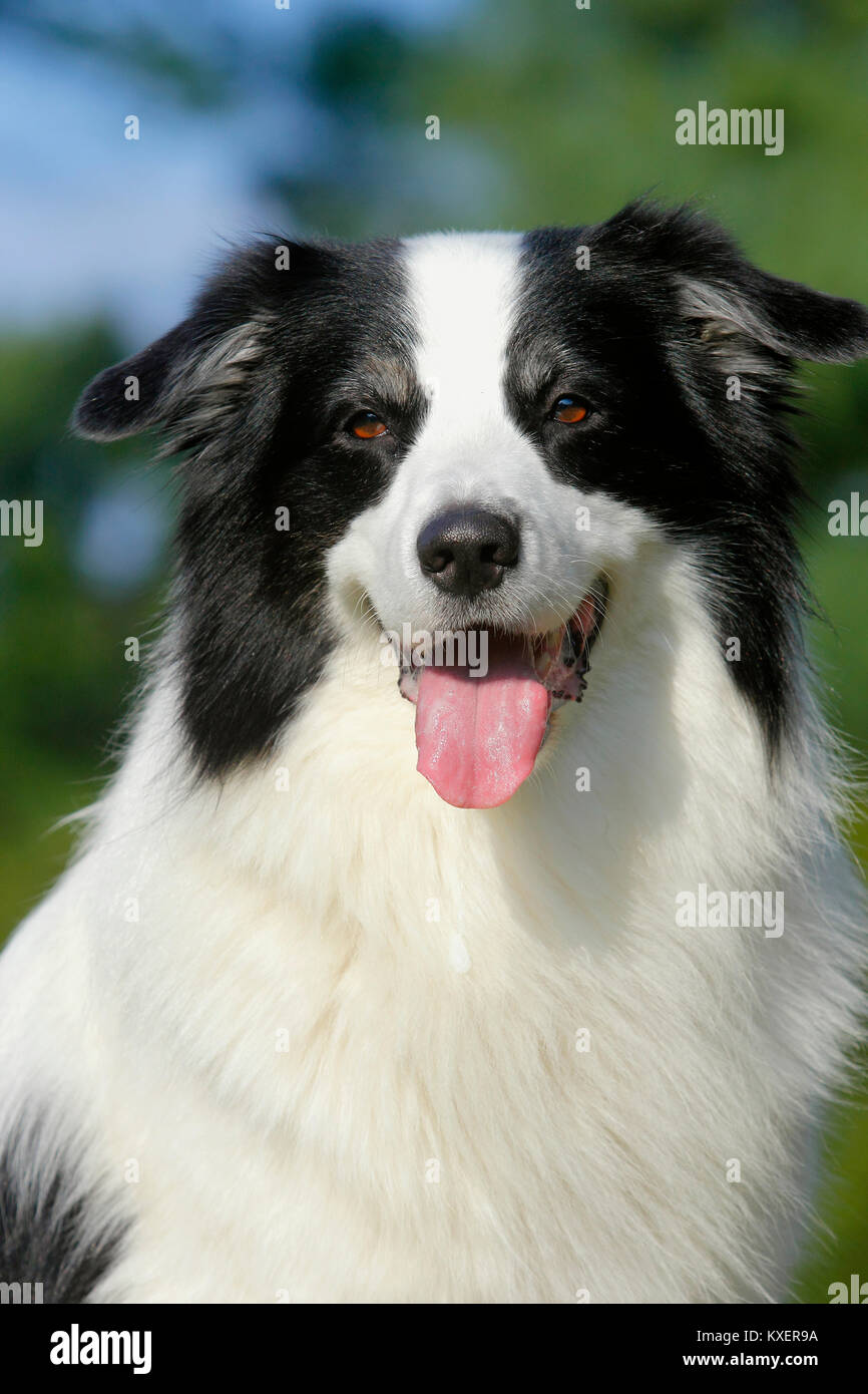 Australian Shepherd, männlich 6 Jahre Porträt in der Grünen, Nordrhein-Westfalen, Deutschland Stockfoto