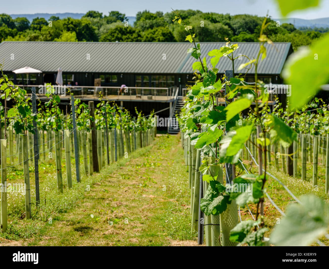 Bolney Weingut in der Nähe von Haywards Heath, West Sussex. Stockfoto