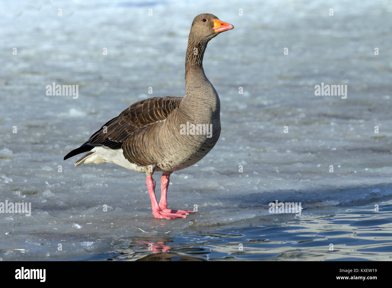 Graugans, Graugänse, Graugans, Anser anser, erwachsenen Vogel steht auf Eis, Island Stockfoto