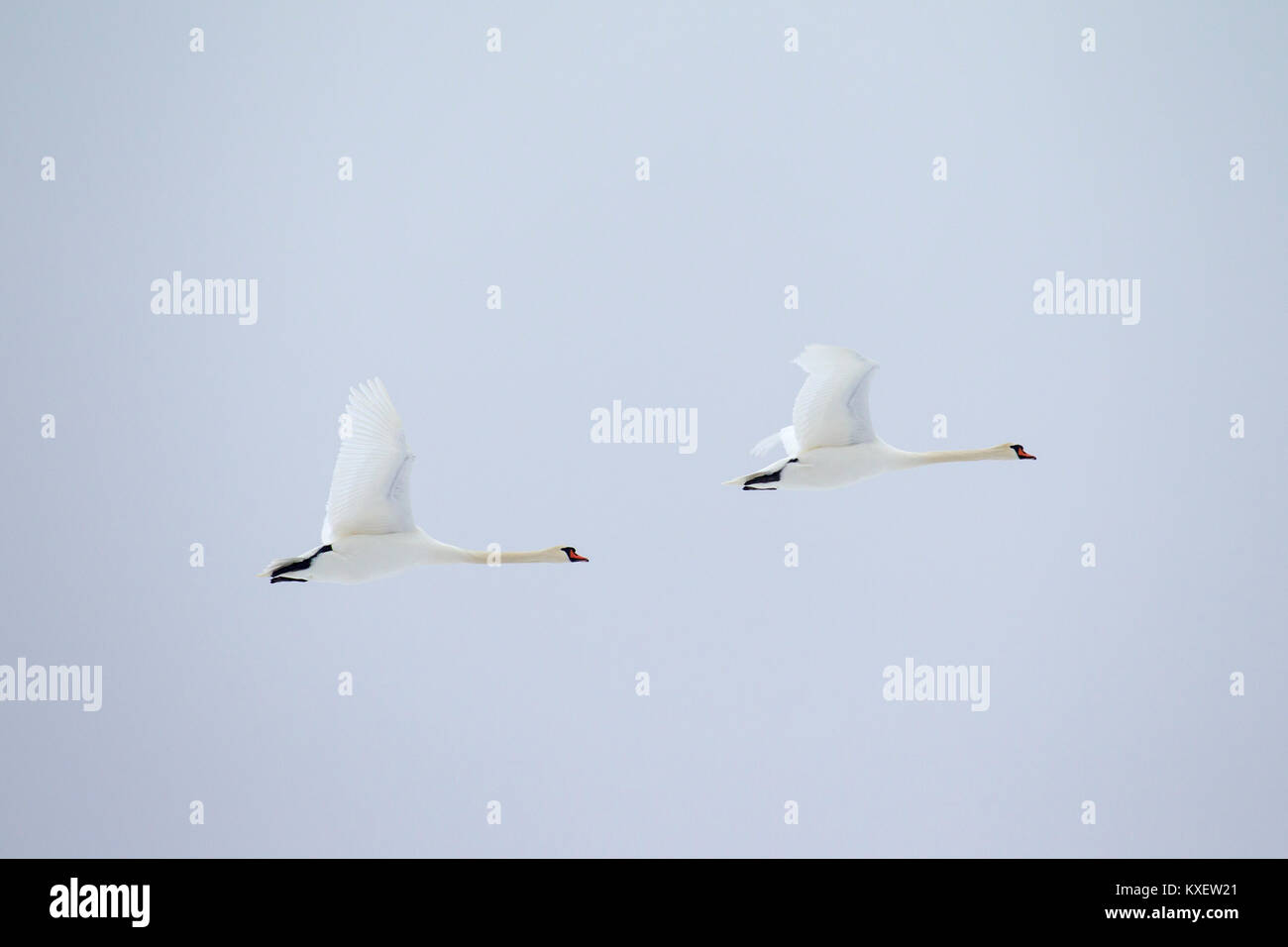 Zwei Höckerschwäne (Cygnus olor) im Flug gegen blassen Himmel Stockfoto