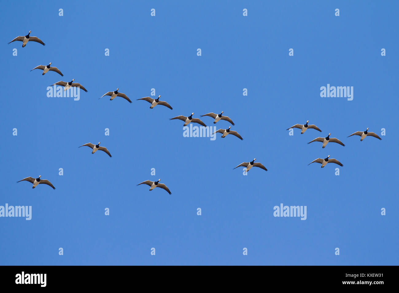 Migration von nonnengans (Branta leucopsis) Herde/Nonnengänse im Formationsflug gegen den blauen Himmel Stockfoto