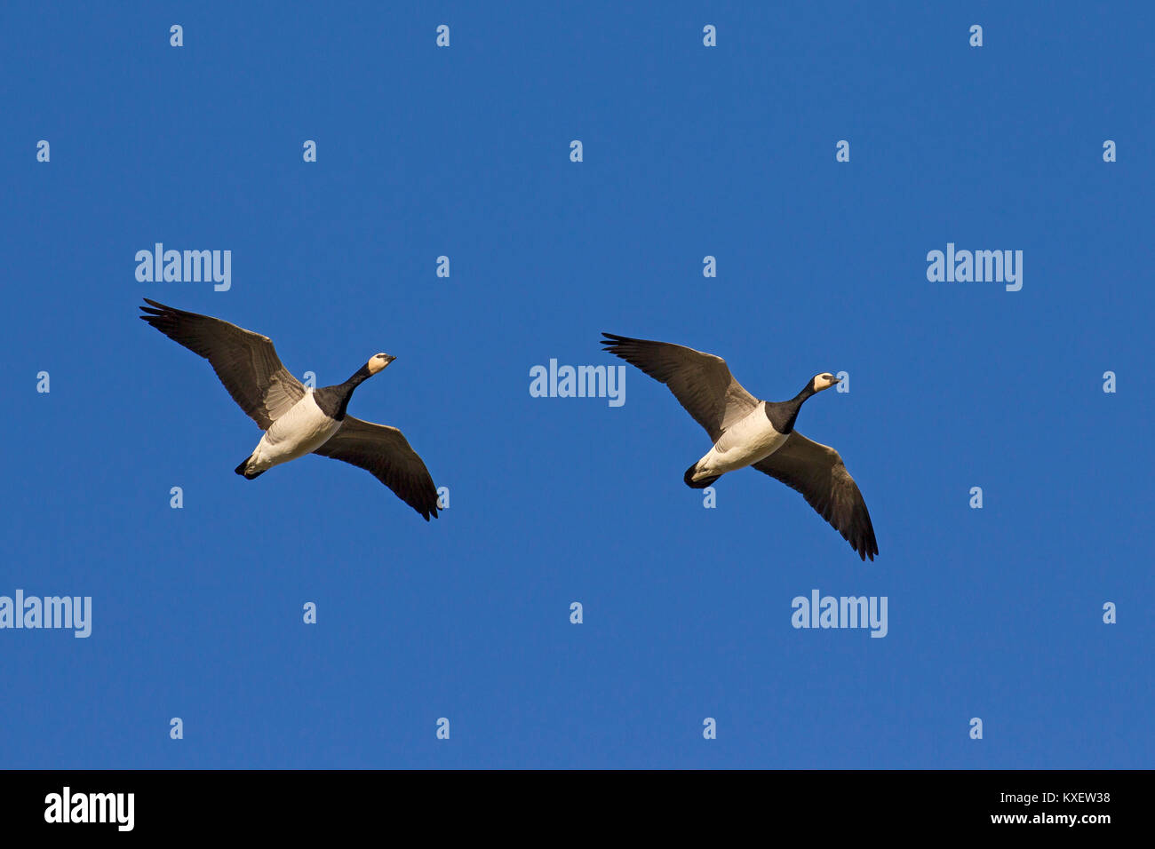 Zwei Migration Nonnengänse (Branta leucopsis) im Flug gegen den blauen Himmel Stockfoto