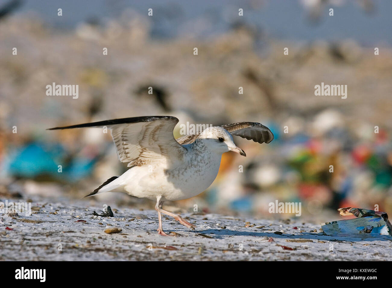 Deponien (Deponie) mit Vögeln im Winter, Zagreb, Kroatien Stockfoto