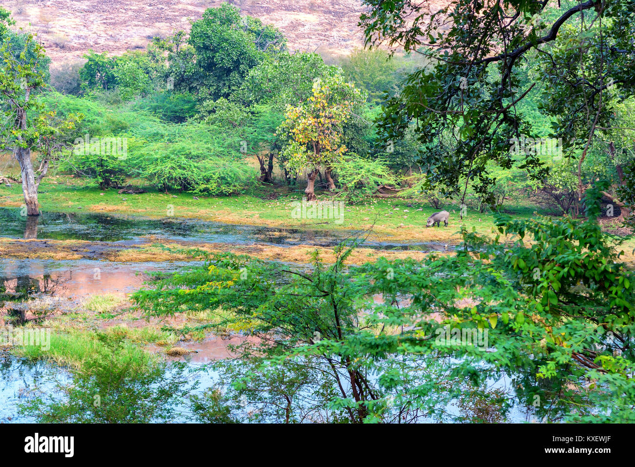 Feuchtgebiete von Ranthambore Nationalpark, Indien. Stockfoto