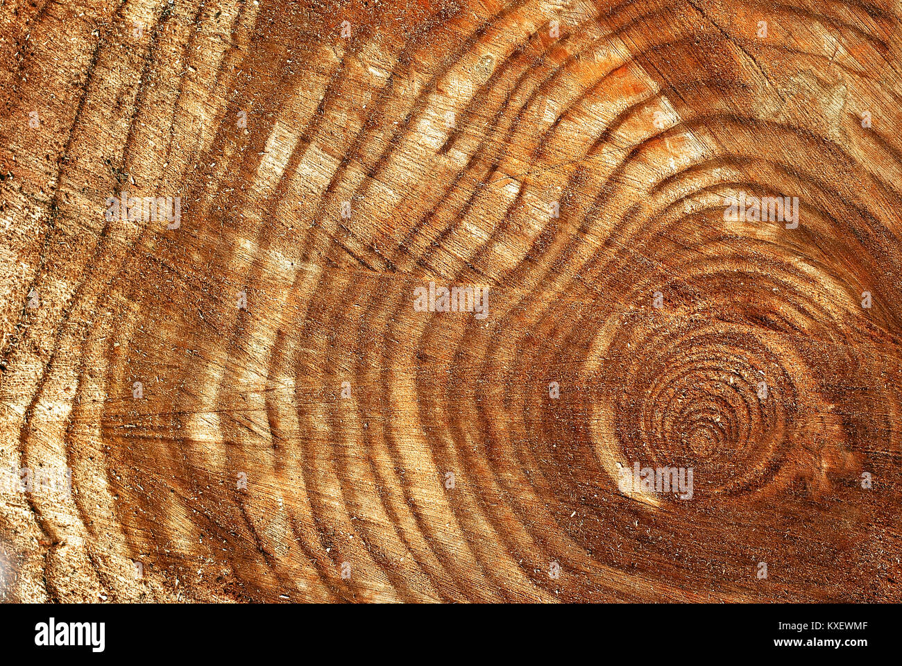 Baum schneiden Stockfoto