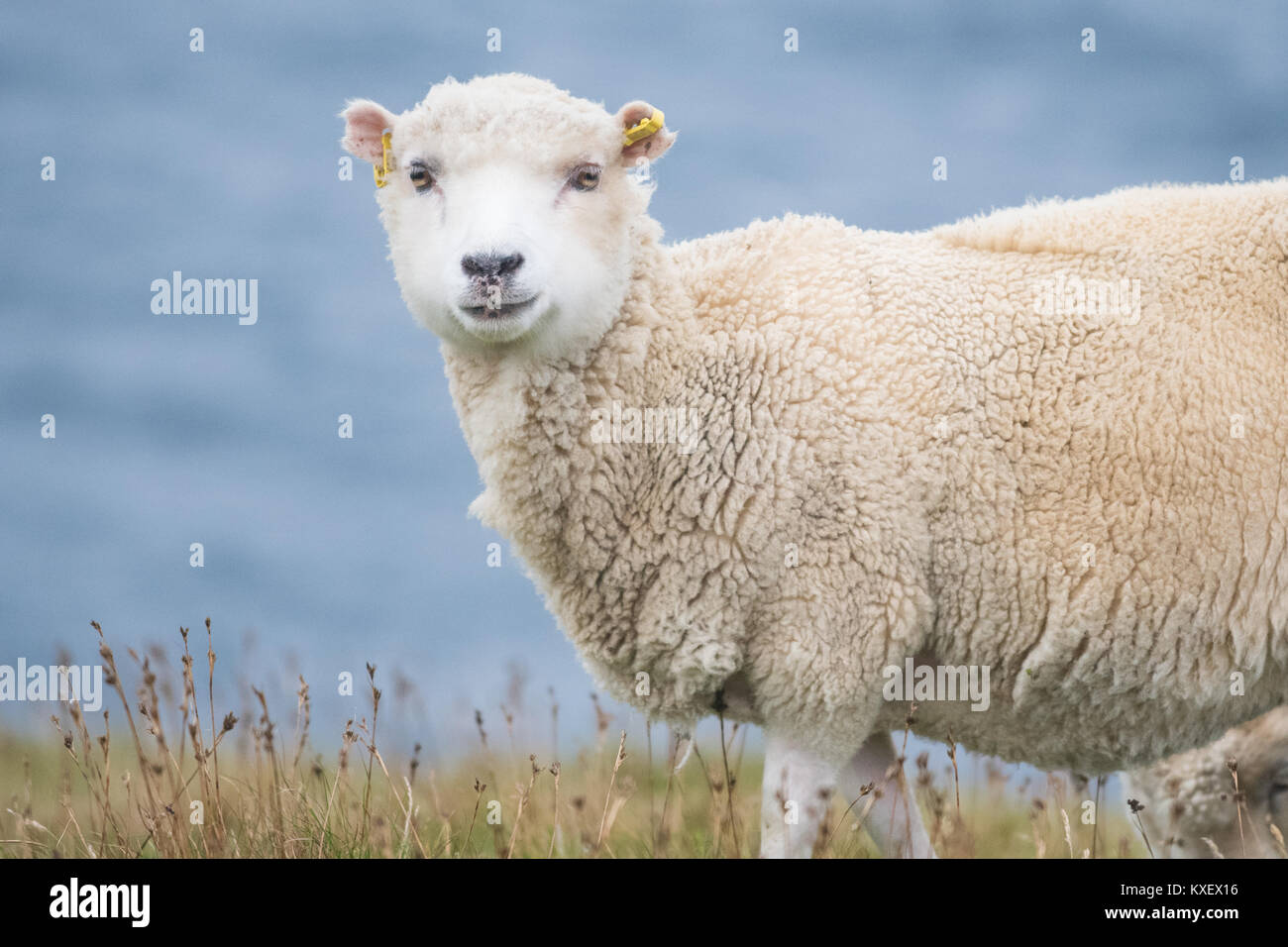 Ohr Kennzeichnung und Ohr Tagging auf Schafe auf den Shetland Inseln, Schottland, Großbritannien Stockfoto