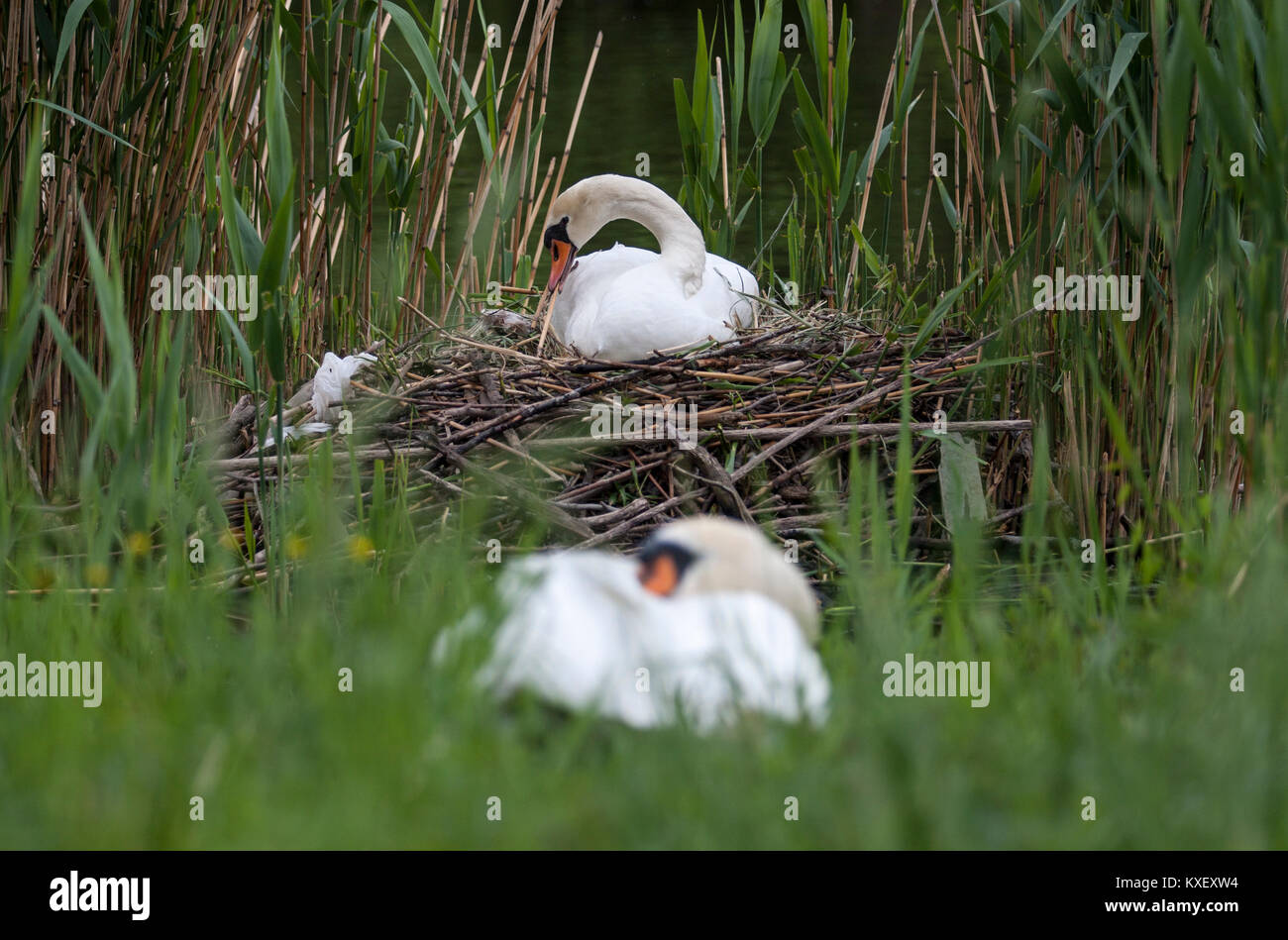 Eine weibliche Swan nesting Eier, während eine männliche Schwan ein Nickerchen in der Nähe von einem Teich im Schloss Charlottenburg, Berlin. Stockfoto