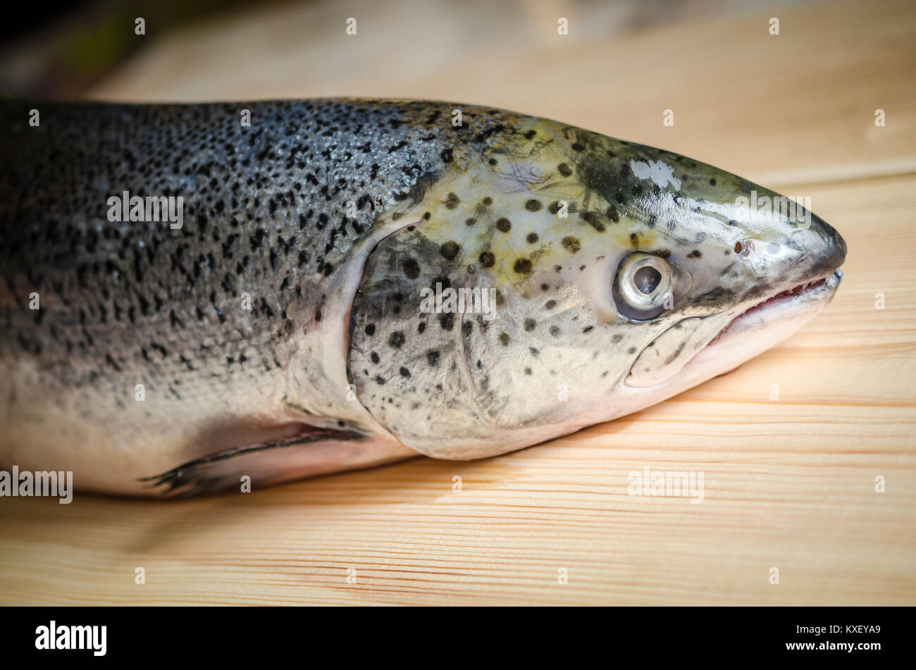 Atlantischer Lachs ganze Fische Stockfoto