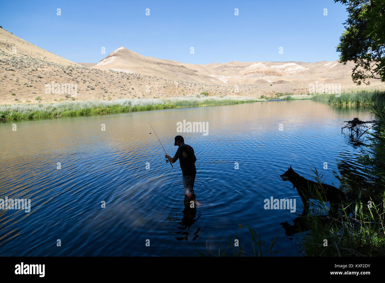 Ein Mann in der Owyhee Fluss angeln gehen, während sein Hund schaut gespannt. Stockfoto