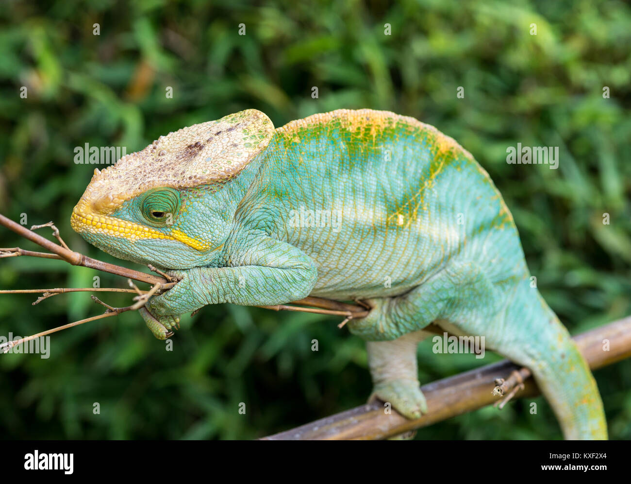 Eine farbige Parson Chameleon (Calumma parsonii) auf einem Stock. Ranomafana Nationalpark. Madagaskar, Afrika. Stockfoto