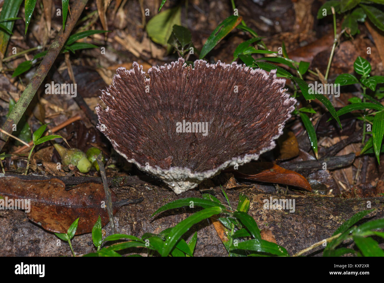 Eine Schüssel geformte Pilze in Dunkelbraun, die auf Totholz. Ranomafana Nationalpark. Madagaskar, Afrika. Stockfoto