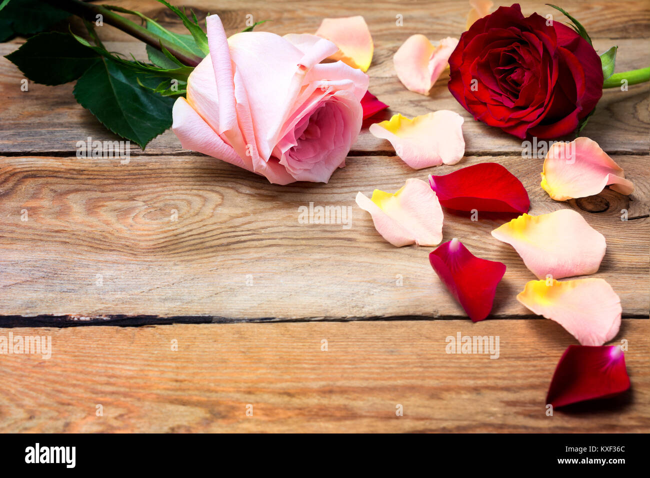 Valentines Tag rustikale Hintergrund mit zwei rosa, roten Rosen und Rosenblätter, kopieren. Stockfoto