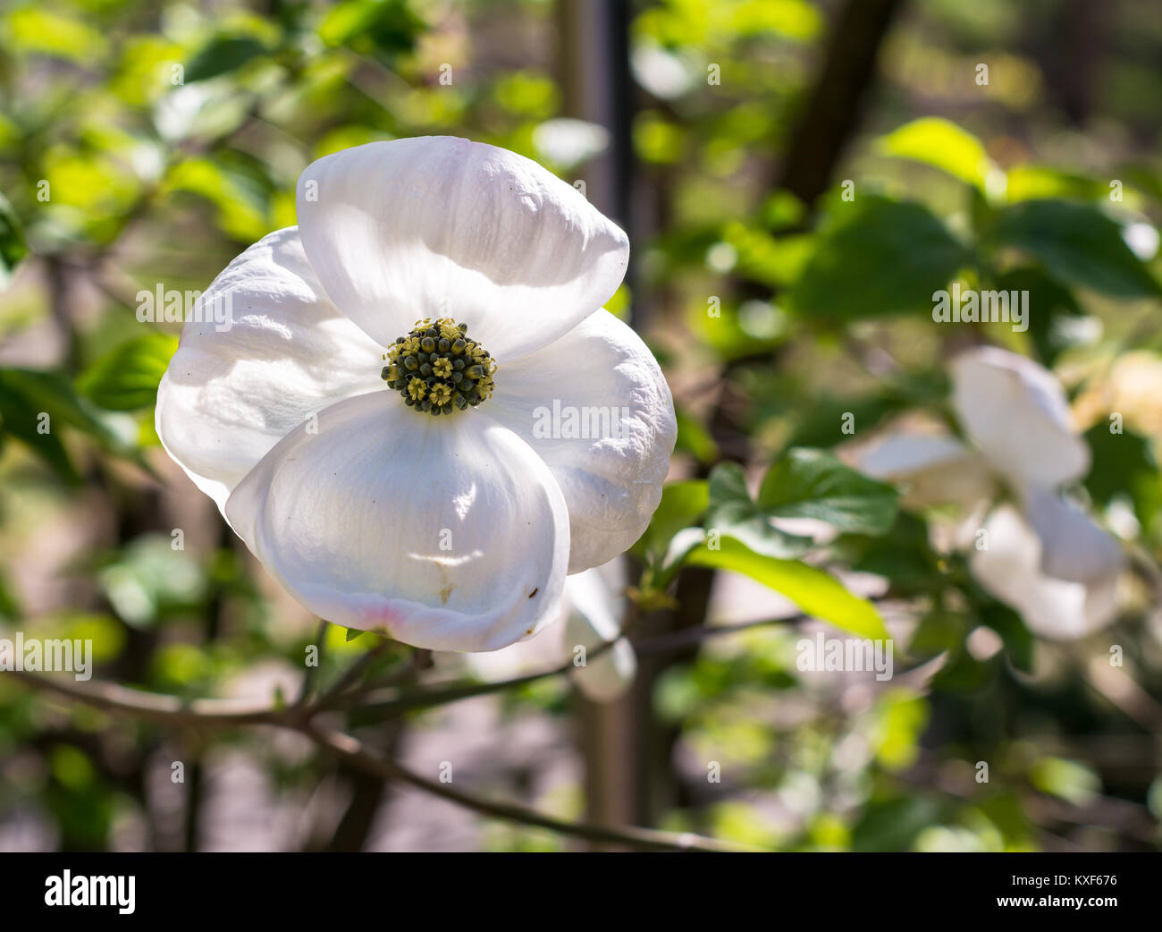 Weißer Hartriegel (Cornus Florida) im Frühling. Nahaufnahme der Blüte. Stockfoto
